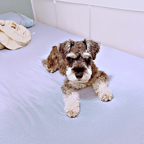 夜は別々だったのにーー見守りカメラの映像が話題になった小次郎くん（画像提供：しょうこさん）