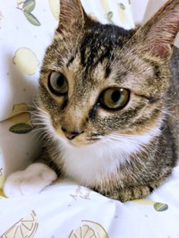 保護まもないころ、植木鉢の中に隠れて暮らしていたみとんちゃん（画像提供：しじみとんさん）