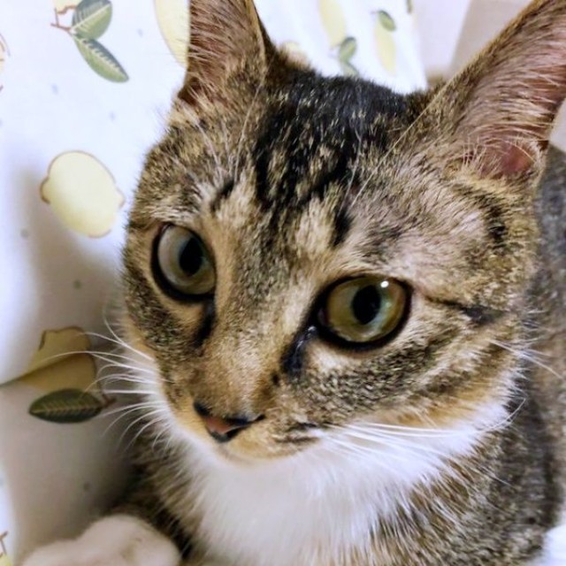 保護まもないころ、植木鉢の中に隠れて暮らしていたみとんちゃん（画像提供：しじみとんさん）