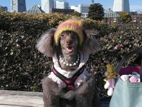 笑顔が可愛い！　甘えん坊でいたずらっ子なトイ・プードル「アッサム」