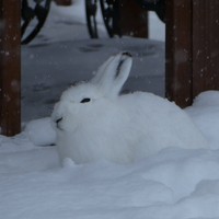 冬は真っ白な姿を見せるエゾユキウサギ／投稿主さん提供