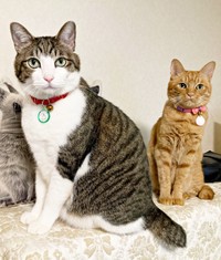 一緒に夕ご飯を待つ（左から）ふくくんと、弟猫のむぎくん（画像提供：とこもさん）