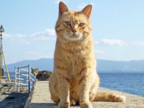 「猫の擬人化ってどうよ」　猫べったり記者、猫ブームにもの申す