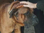 死期が迫った飼い主、残される愛犬の余生思う　スペイン映画