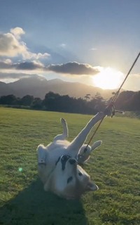 きもちいそうです！（kaiさん提供、Xよりキャプチャ撮影）