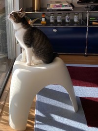 お迎えから1カ月、窓辺でニャルソックするルナちゃん（画像提供：yuさん）