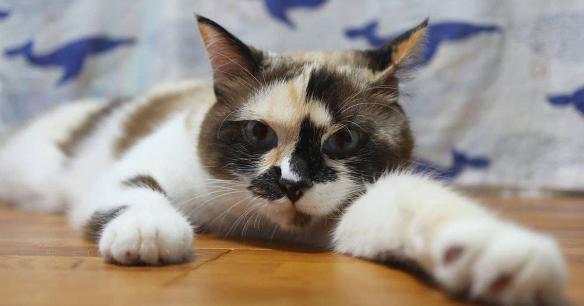 お顔の模様がしっぽふさふさの黒猫みたい！ MIX「サバ子」 | 「犬や猫