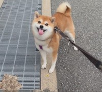 飼い主さんとの散歩を楽しむ姿（提供：y.u.k.i_0310さん）