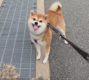 飼い主さんとの散歩を楽しむ姿（提供：y.u.k.i_0310さん）