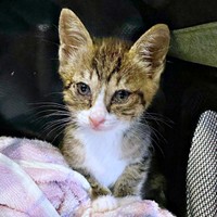 保護当日、猫風邪をひいていたかつおちゃん（画像提供：ネムノキさん）