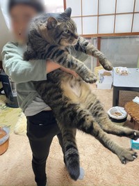 10キロの米よりデカい猫さんがXで話題に（飼い主さん提供）