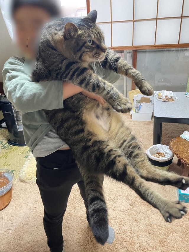 10キロの米よりデカい猫さんがXで話題に（飼い主さん提供）