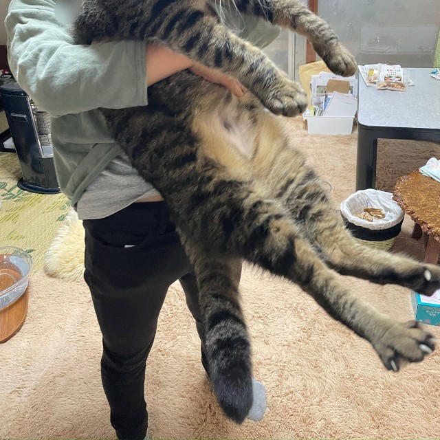 10キロの米よりデカい猫さんがXで話題に（飼い主さん提供）