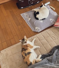 ぬくぬく（画像提供：linoさん）