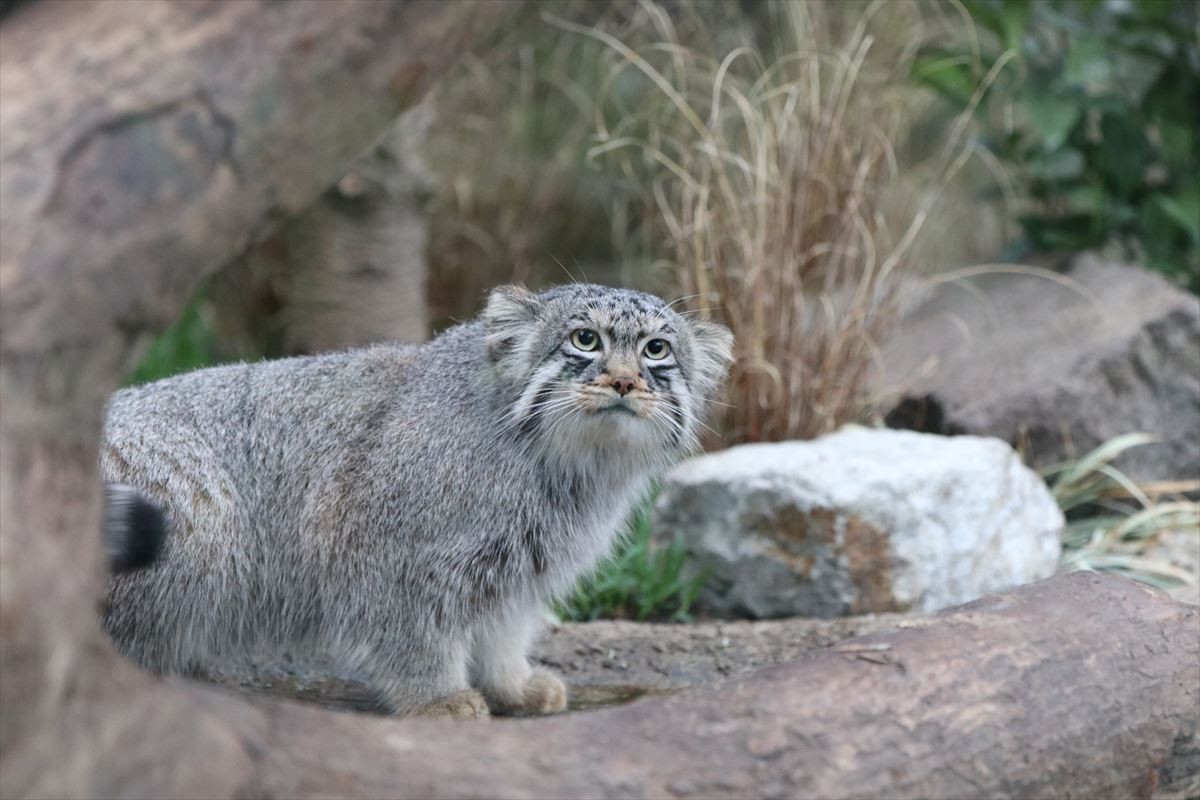 ずんぐりモフモフと思ったら…意外にワイルド？ 世界最古の猫