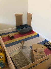 事前に勉強した要領でみそちゃんのスペースを作った