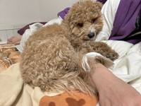 いっぱい遊んで満足！ まったりくつろぐたむくん（画像提供：たむさん）