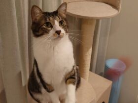 出会いは突然！　棚に潜んでいた猫の「むい」、ちらりと見えた姿に一瞬で射抜かれた