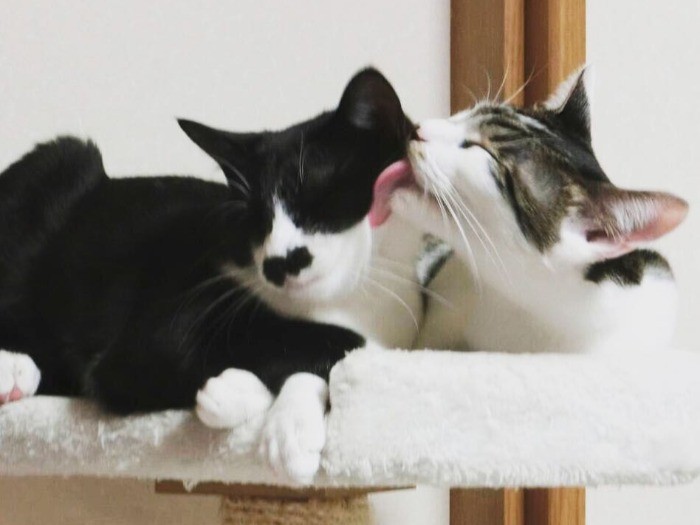 預かりさん宅で同居猫をグルーミング中