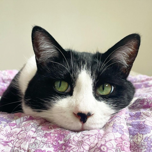 あざと可愛いみぃちゃん