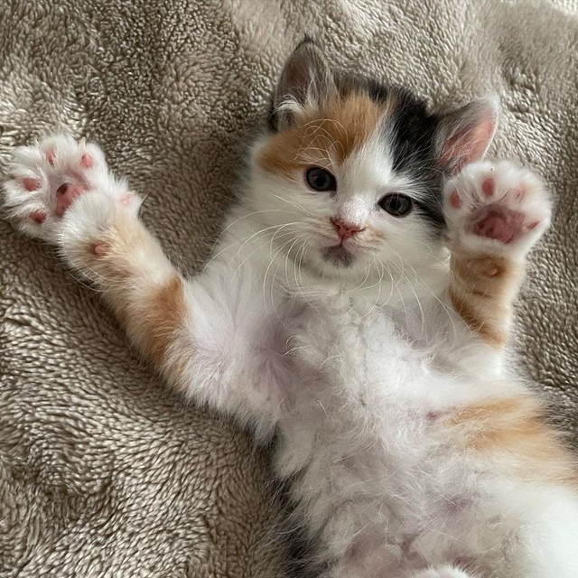 じゃんけんパー