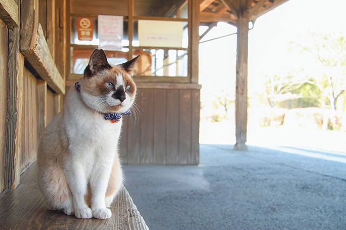 無人駅に華を添えるにゃん太郎