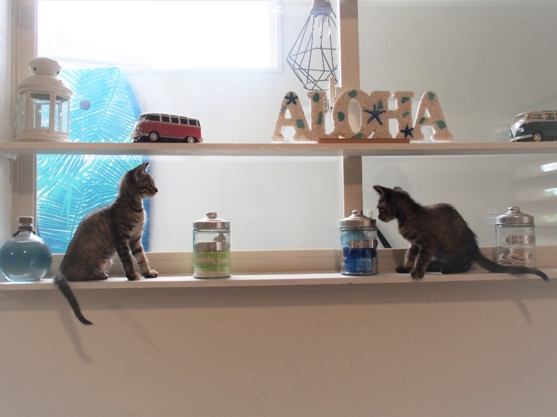 おそろいの長いしっぽ