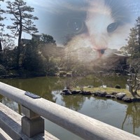 京都で撮った旅先の一枚に、愛猫キムチの姿を重ねた写真が大反響／キムチ母さん（@fukuroupiyopiyo）提供
