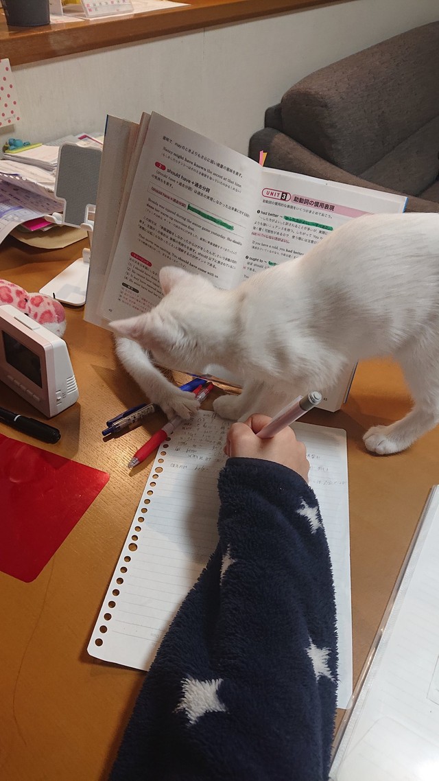 娘さんたちの勉強を邪魔するぽわりんとぽわたん（提供写真）