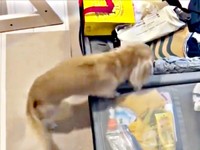 スーツケースが開いて、早速中に入るちゃちゃちゃん（画像提供：ちゃちゃさん）