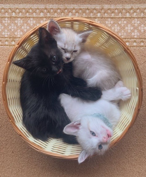 左から時計回りにEmmaちゃん、小鉄くん、グクくん