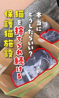 保護猫施設で5月に6匹、7月に14匹に子猫が遺棄されたという（「ねこ大家」さん提供、Xよりキャプチャ撮影）