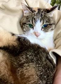 21歳のご長寿猫まるちゃん