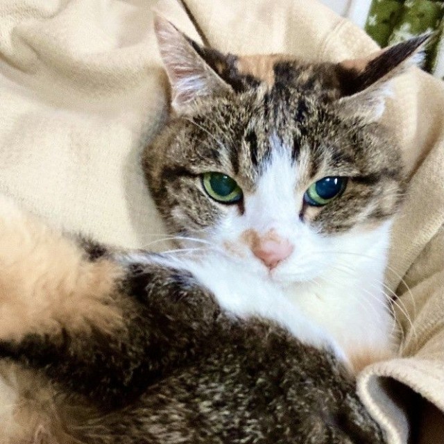 21歳のご長寿猫まるちゃん