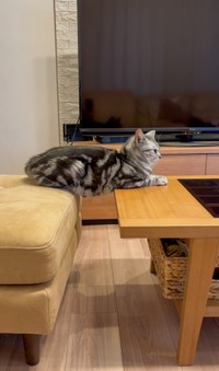 ケンカに負けて体幹を鍛えるあんこちゃん