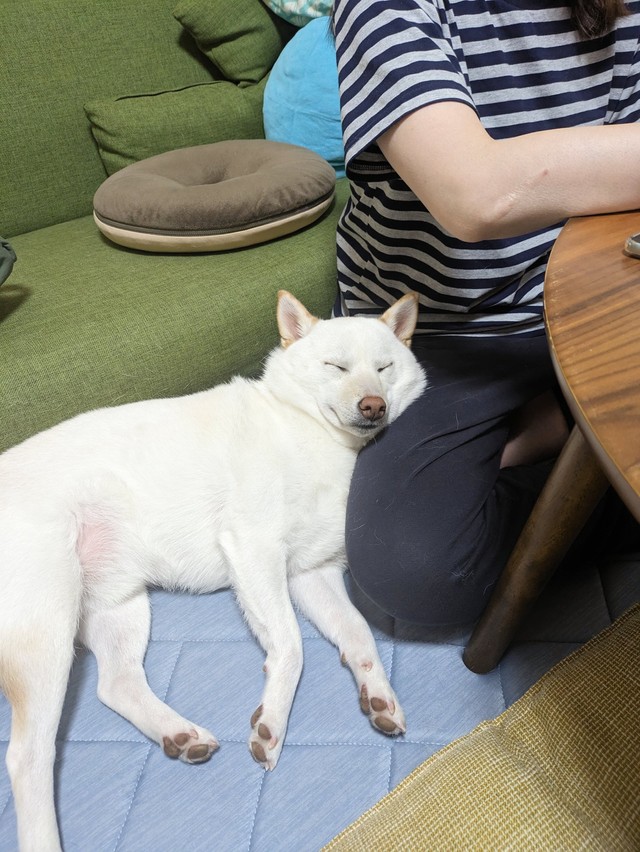 寄りかかってそのまま寝ちゃうまんまるくん（提供：白柴犬のまんまるさん）