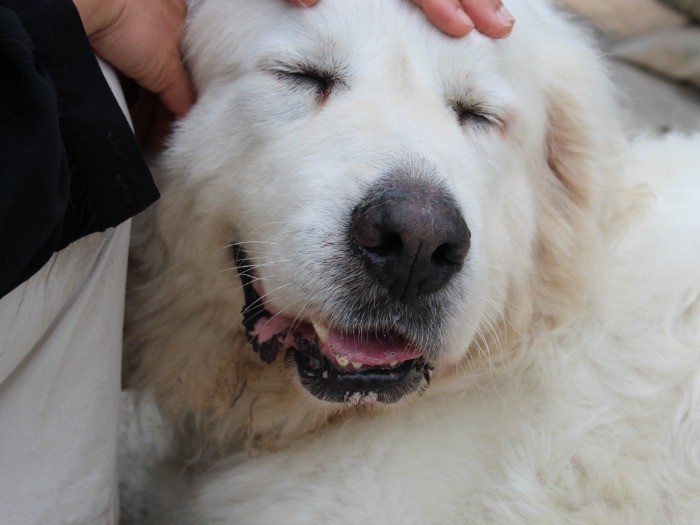 お母さんに甘えて目を細める