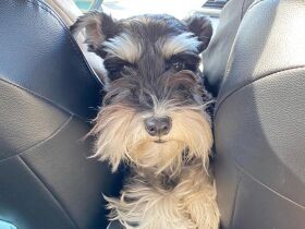 このすき間、意外と居心地いいよ　雷の時は壁に擬態するミニシュナ「Kaiser」