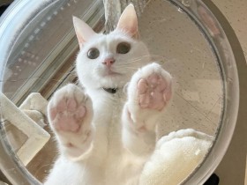 収容期限の間近に保護されたミックス猫「リリー」　アクリルハンモックをエンジョイ中