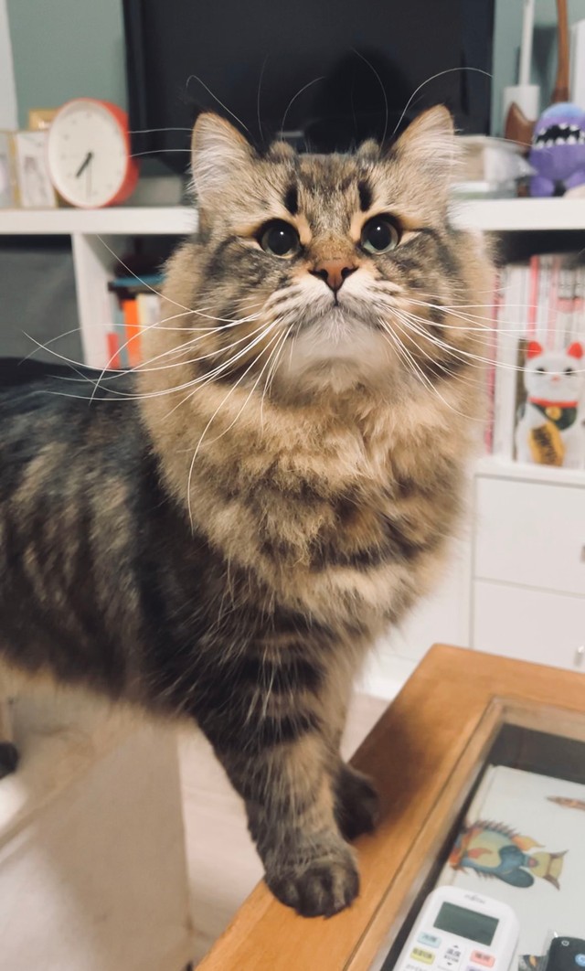 乗ってはいけない机の上に乗ってしれっとしている顔＝ヤマネコさん（@ymnc_rf）提供