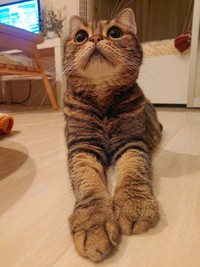 お手手を伸ばすパルルちゃん