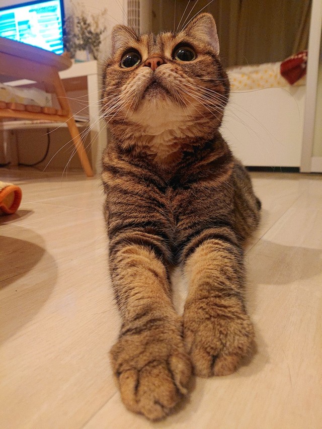 お手手を伸ばすパルルちゃん