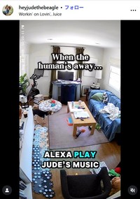 ミシェル・マロッタさんのインスタグラム@heyjudethebeagleより