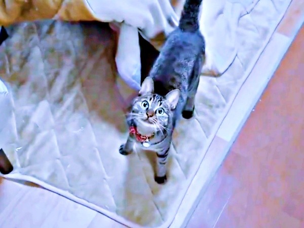 新しいおもちゃを見上げるランちゃん（画像提供：みぃさん）