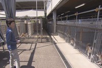 犬の世話をする佐藤るみさん