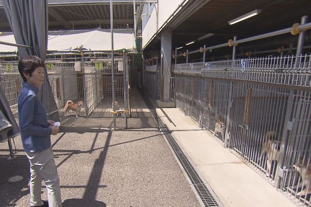 犬の世話をする佐藤るみさん