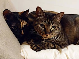 ビビり猫がまさかのオンラインヨガ乱入！ 足をペロペロ、甘えん坊モード発動