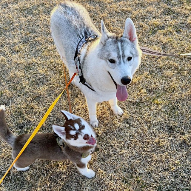 仲良く散歩する（左）ぶなちゃん、（右）福丸くん（画像提供：ふくまる＋ぶな＝さん）