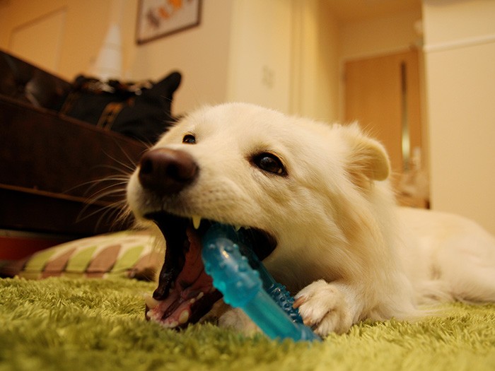 ひとりっ子時代の大吉