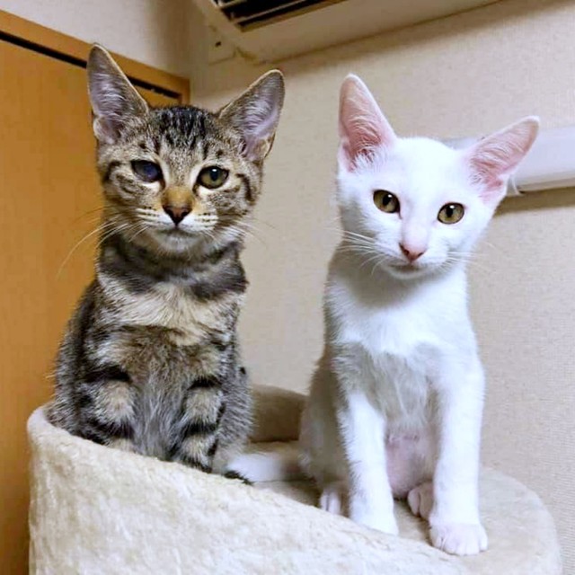 新たに保護され家族になったキジトラ猫のテンちゃんと一緒にキャットタワーに登っているトーイちゃん（画像提供：安田武史さん）